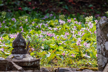 美しいカタクリ（ユリ科）の花の群生。
Beautiful Dogtooth violet (Erythronium...