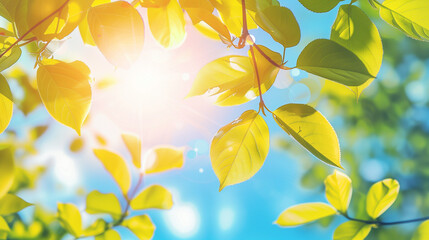 新緑の葉っぱに降り注ぐ太陽の日差し、空を見上げる構図、逆光