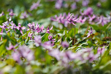 美しいカタクリ（ユリ科）の花の群生。
Beautiful Dogtooth violet (Erythronium...