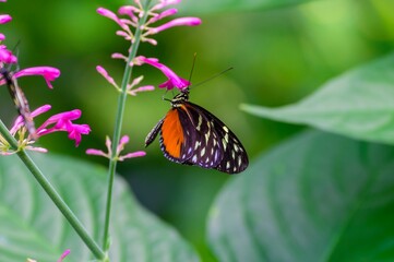 A Hecale Longwing Butterfly at a Botanical Gardens Exhibit in Grand Rapids, Michigan.