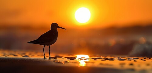Early morning light casting a soft glow on a solitary common sandpiper foraging in shallow water. - obrazy, fototapety, plakaty