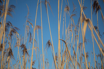 Dry plants against the sky. Swamp grass on a blue background. Details of nature.