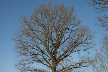 A bird flies through a tree. Tree in winter. Blue sky on a frosty day.