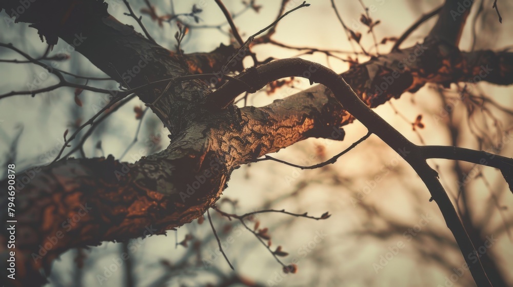 Poster sunlight filtering through tree branches