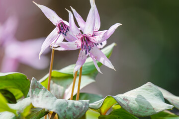 美しいカタクリ（ユリ科）の花の群生。
Beautiful Dogtooth violet (Erythronium...