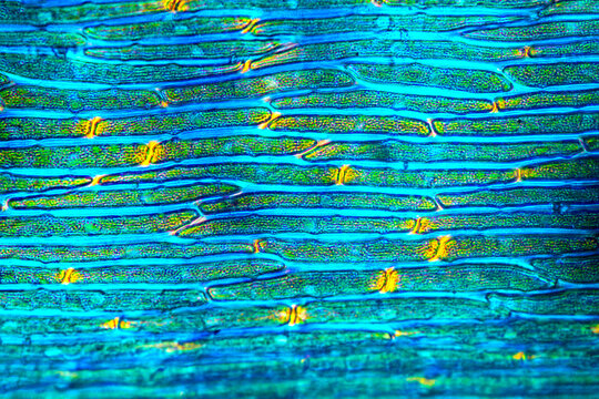Leaf of a broom moss, with golden junctions in polarization.