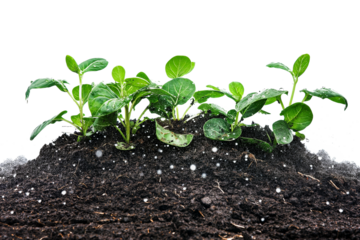 New plants growing in fertile soil with raindrops on transparent background
