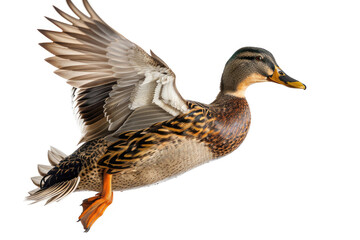 A mallard duck captured mid-flight