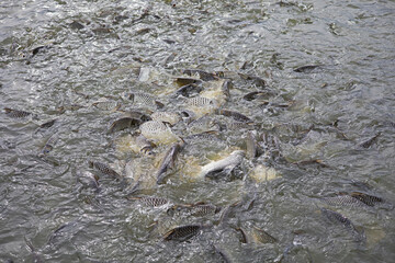 Many schools of fish are clinging together and competing for food.