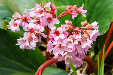 美しいヒマラヤユキノシタ（ユキノシタ科）の花の群生。
Beautiful Himalayan creeping saxifrage, Bergenia (Bergenia stracheyi, Saxifragaceae) flowers.
日本国神奈川県相模原市の里山にて。
2022年4月撮影。

神奈川県の郊外にある美しい里山。
丘の周囲には貴重なカタクリの群生がある。
その他にもホウキモモや