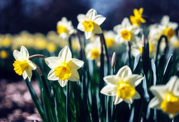 'narcissus garden spring Yellow Background Flower Summer Nature Easter Floral Beauty Green Color...