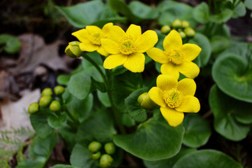Flowering spring ephemeral marsh marigold Caltha palustris