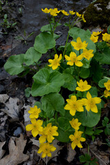 Flowering spring ephemeral marsh marigold Caltha palustris