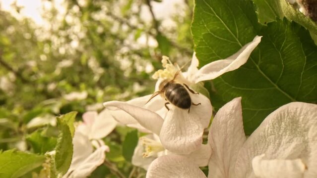 Closeup of european honey bee apis mellifera collecting nectar and pollen on large number of fastly visited white blooms pollinated by this work on early spring without any green leaf on the tree.