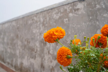 Orange flowers of tagetes erecta or Marigold isolated, copy space, close up, minimalism, real...