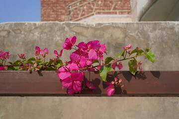 Pink bougainvillea spectabilis flowers close-up. High quality photo. Copy space. A blooming branch...
