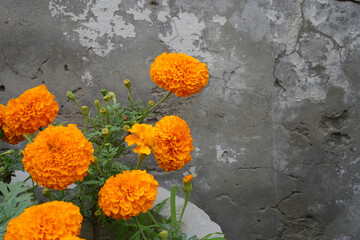 Orange marigold flowers in a pot against a grey concrete wall, close-up. Several tagetes erecta velvet flowers on the left side of the photo, place for text on the right.