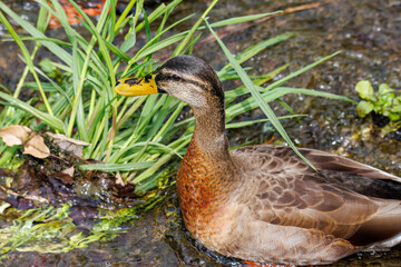 小川でクレソンを食べる可愛いカルガモ。
Lovely Spot-billed Duck (Anas zonorhyncha, family comprising ducks) eating watercress in a creek.
