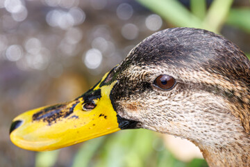 小川でクレソンを食べる可愛いカルガモ。
Lovely Spot-billed Duck (Anas...