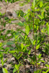 coca leaves