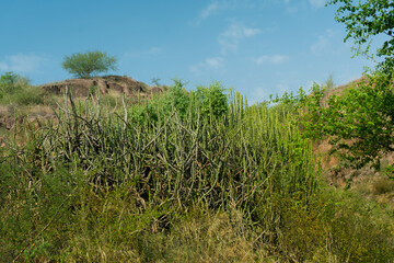 Thhor , Euphorbia caducifolia, the mascot of Thar desert, this multi-stemmed plant is often termed as cactus. Rao Jodha Desert Rock Park, Jodhpur, Rajasthan, India. Near the historic Mehrangarh Fort.