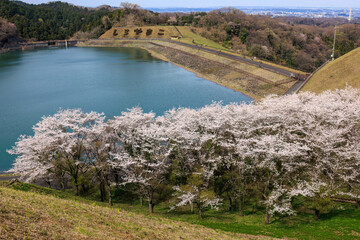湖畔で満開に咲く美しいソメイヨシノ（バラ科）の花の木。
Beautiful...