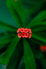 beautiful flowers of many colors to enjoy 