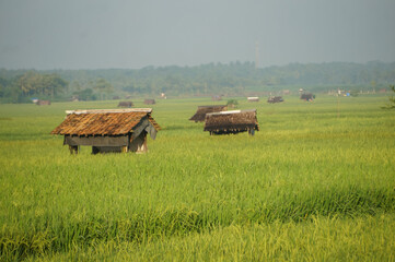 peasant hut in the middle of a green expanse of rice fields. Indonesia 