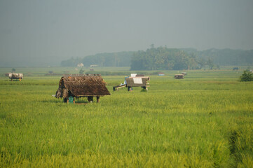 peasant hut in the middle of a green expanse of rice fields. Indonesia 