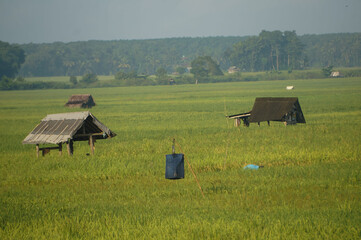 peasant hut in the middle of a green expanse of rice fields. Indonesia 