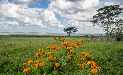 beautiful flowers of many colors to enjoy 