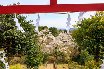 赤い鳥居と満開に咲く美しいソメイヨシノ（バラ科）の花の木。
Red torii...