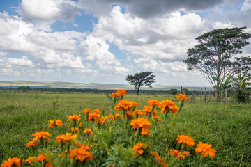 beautiful flowers of many colors to enjoy 