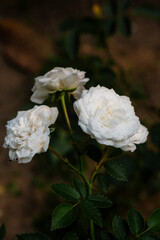 beautiful flowers of many colors to enjoy 