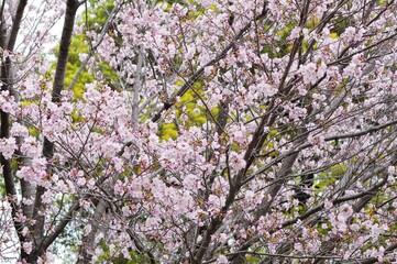 Travelling to Japan is so amazing and love the city Tokyo so much.
