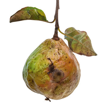 A guava fruit with a rotten appearance clinging to its stem depicted against a transparent background