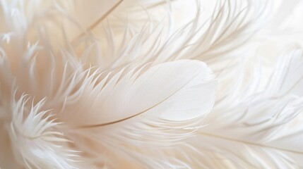 Soft focus on delicate white feathers creating a serene and pure texture.