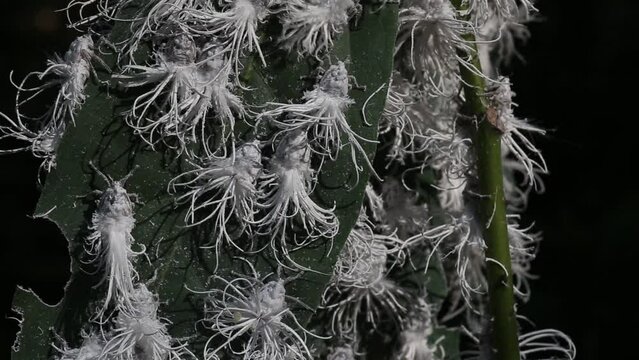 Durian Psyllid or Allocarsidara malayensis