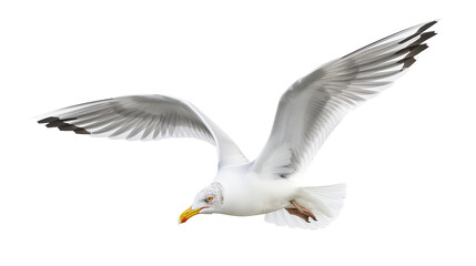 Natural white seagull isolated on a white background, aquatic animal
