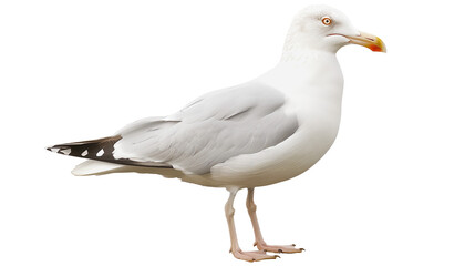 Wildlife, seagull isolated on a white background, aquatic animal