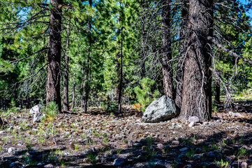 Dense forest of Jeffrey Pine Trees with a floor covered with pinecones and needles. 