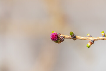 Larch tree fresh pink cones blossom at spring on nature background