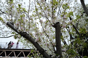 Travelling to Japan is so amazing and love the city Tokyo so much.
