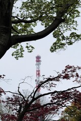 Travelling to Japan is so amazing and love the city Tokyo so much.
