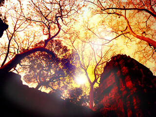 Mysterious  old ceiba tree on colorful sky background. Looking up. Angkor Wat, Angkor, Siem Reap, Cambodia