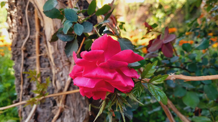 A Red Pinky Rose Flower
