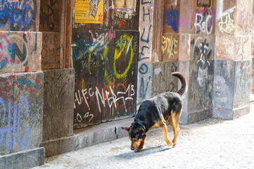 海外の落書きが多い裏路地をエサを探して歩く犬