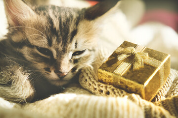 Close-up portrait of cute, fluffy kitten with luxury golden gift box. Birthday, Celebration, Greetings. Tabby cat relaxing on the bed. funny pets
