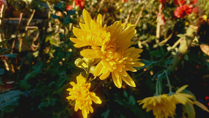 Chrysanthemums, Morifolium, Florist's Daisy or Hardy garden mum
