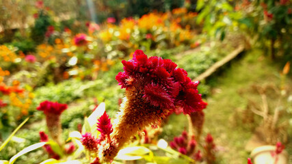 Celosia Cristata, Plumed CocksComb Flower
